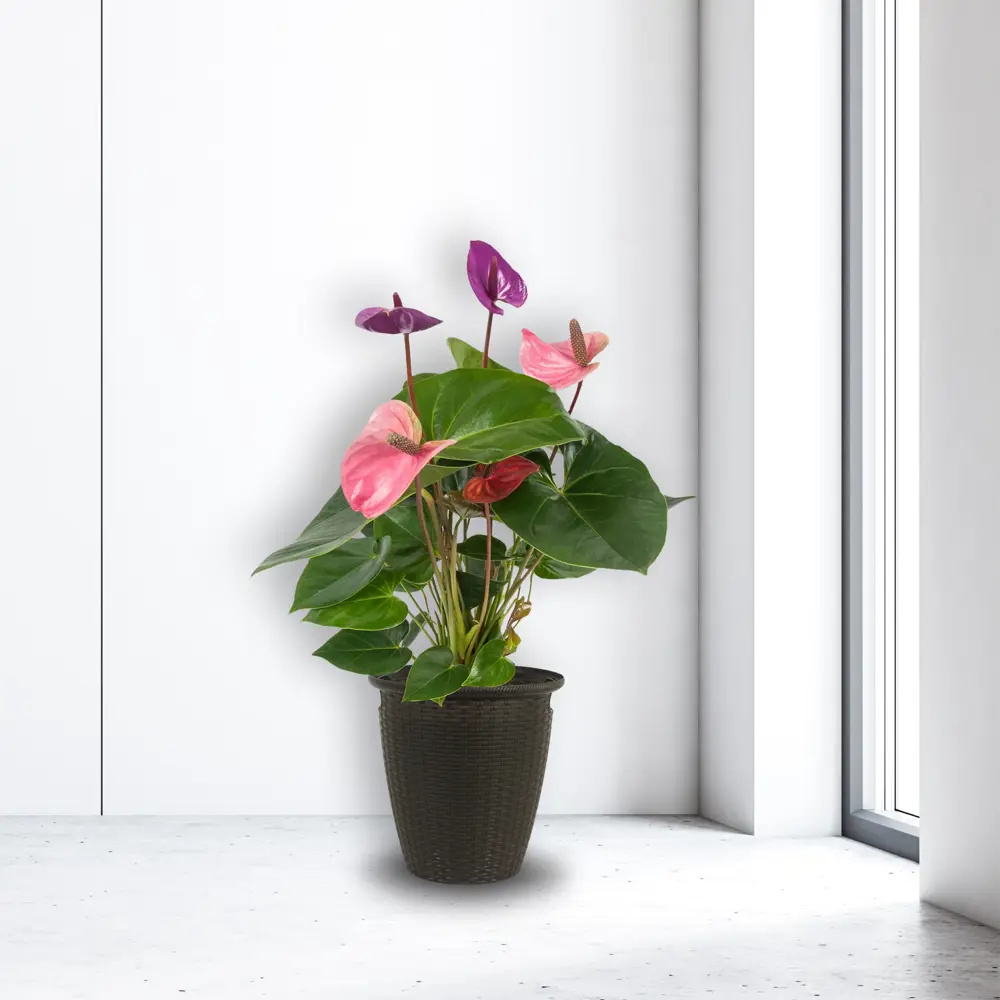 INGREEN Кашпо Ротанг для высоких растений с ручками 82101774 STLM-0018943 - Вид №3