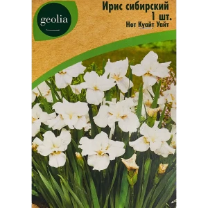 86408575 Ирис Geolia сибирский Нот Куайт Уайт STLM-0960838