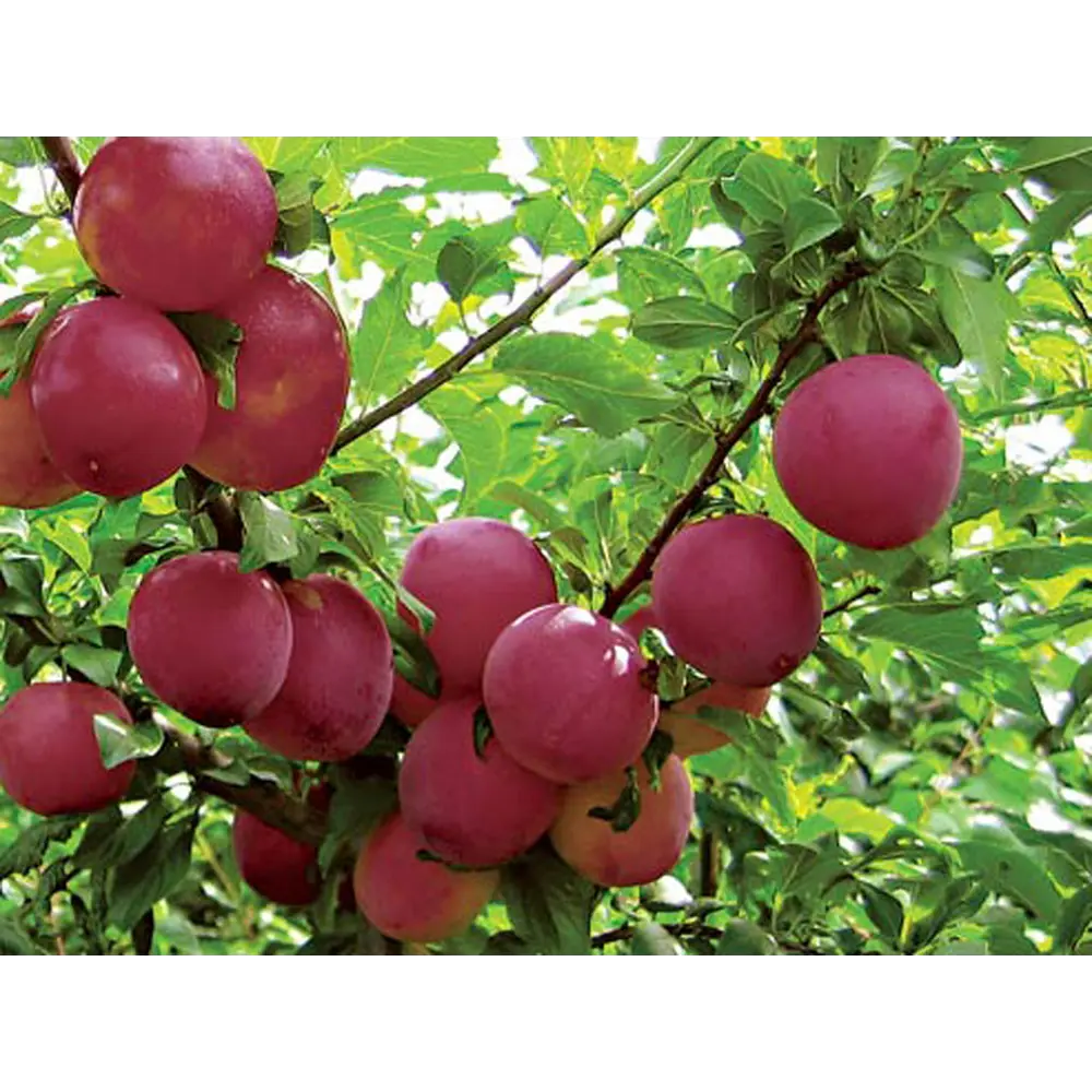Алыча Несмеяна пакет 89465402 STLM-2059490 PLANTMARKET 