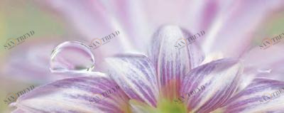 Dec Lola 1 Декор 20х50 Ceradim sun-id-311862