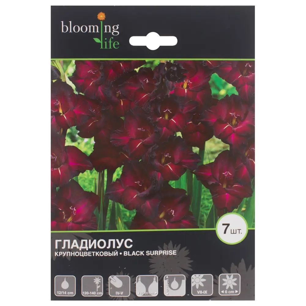 Гладиолус Блэк Сюрпрайз луковица 12/14 7 шт 17511296 STLM-2185740 BLOOMING LIFE 