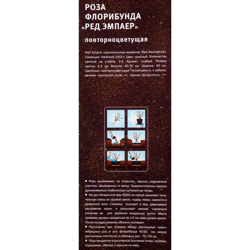 Роза флорибунда «Ред Эмпаер» в тубе 82142836 STLM-2122241 Santreyd  - Вид №2