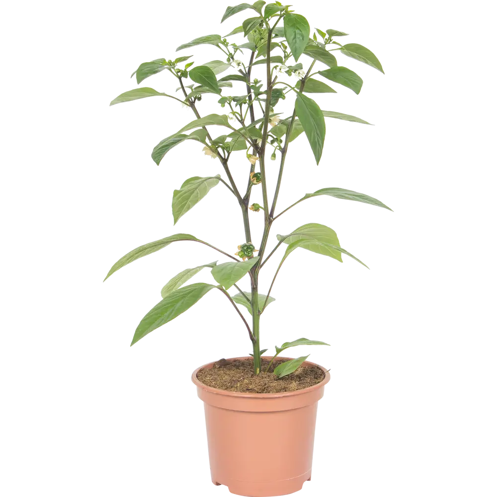 Перец в горшке, диаметр 15 см, высота 30 см Santreyd STLM-2027007