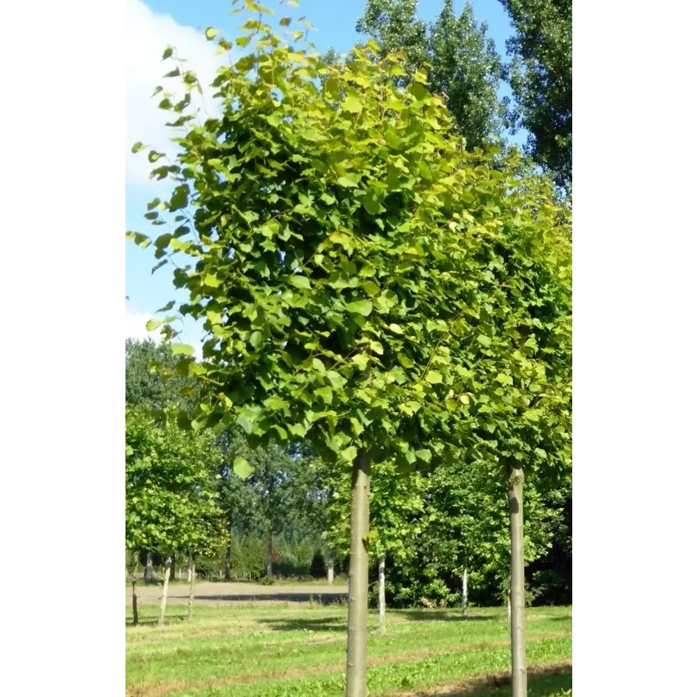 Липа европейская «Паллида» 40x175-200 см 82676719 STLM-2209258 Santreyd 