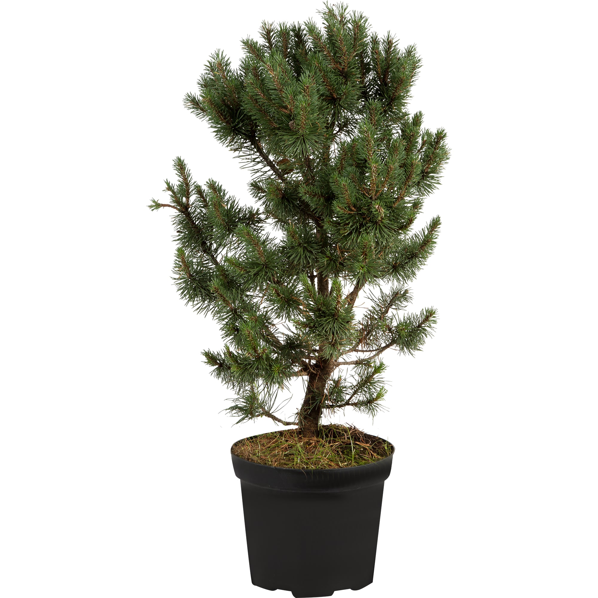 82176374 Сосна горная «Мопс» 5 л 30-50 см Santreyd 