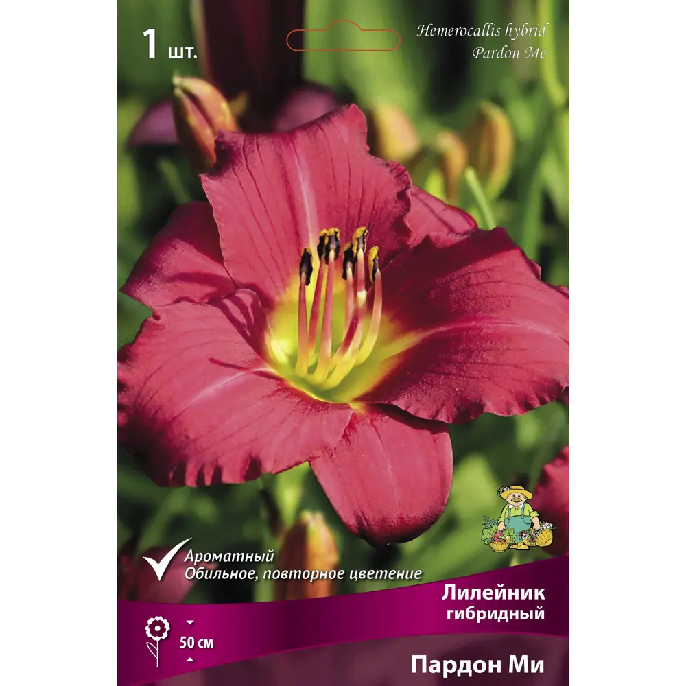 Лилейник гибридный Пардон Ми I 89381255 STLM-2115694 ПОИСК 