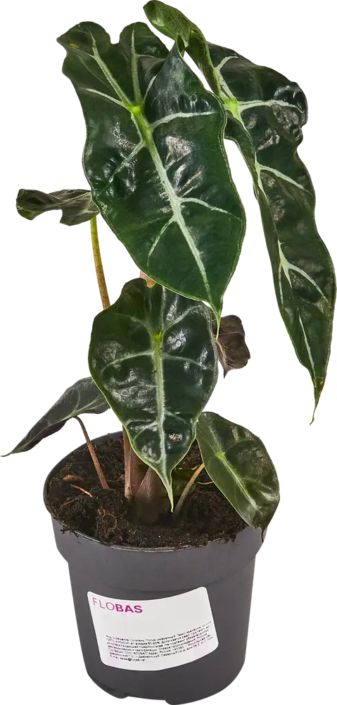 Santreyd Алоказия - экзотическое комнатное растение с декоративными листьями 87819685