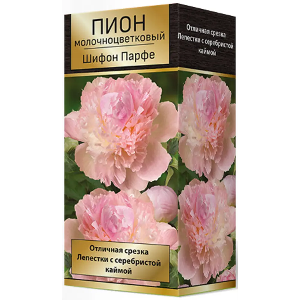 Пион молочноцветковый травянистый Шифон Парфе 85205655 STLM-2101160 ПОИСК 