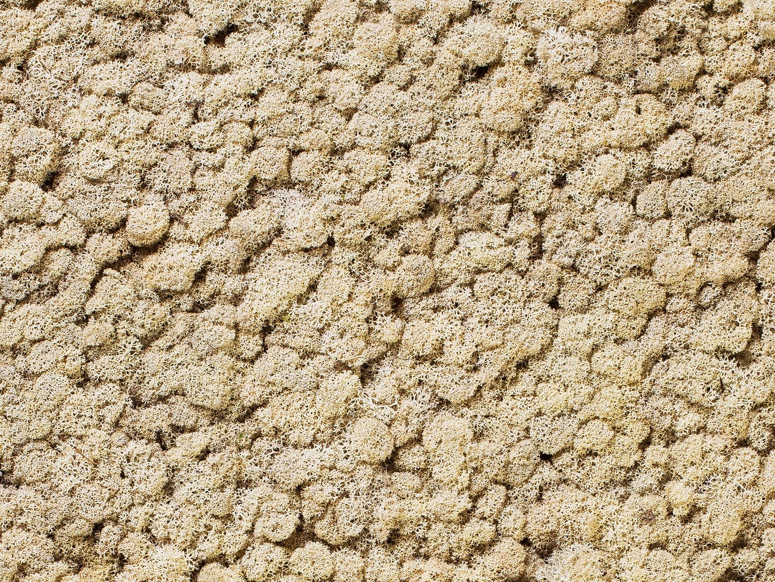 Растительная стена из мха Freund GmbH Green ARCH-00131248 - Вид №13