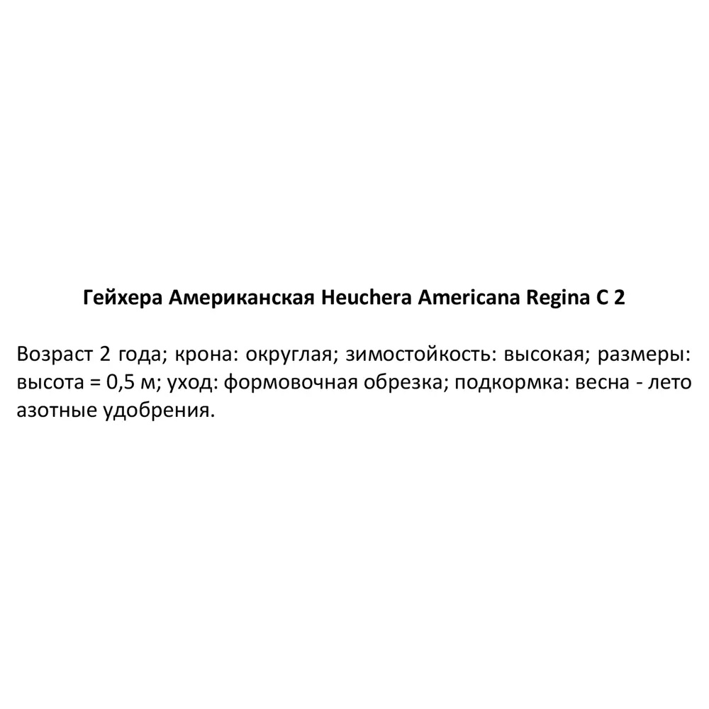 Гейхера Регина ø15 h40 см 84832051 STLM-2081875 PLANTMARKET 