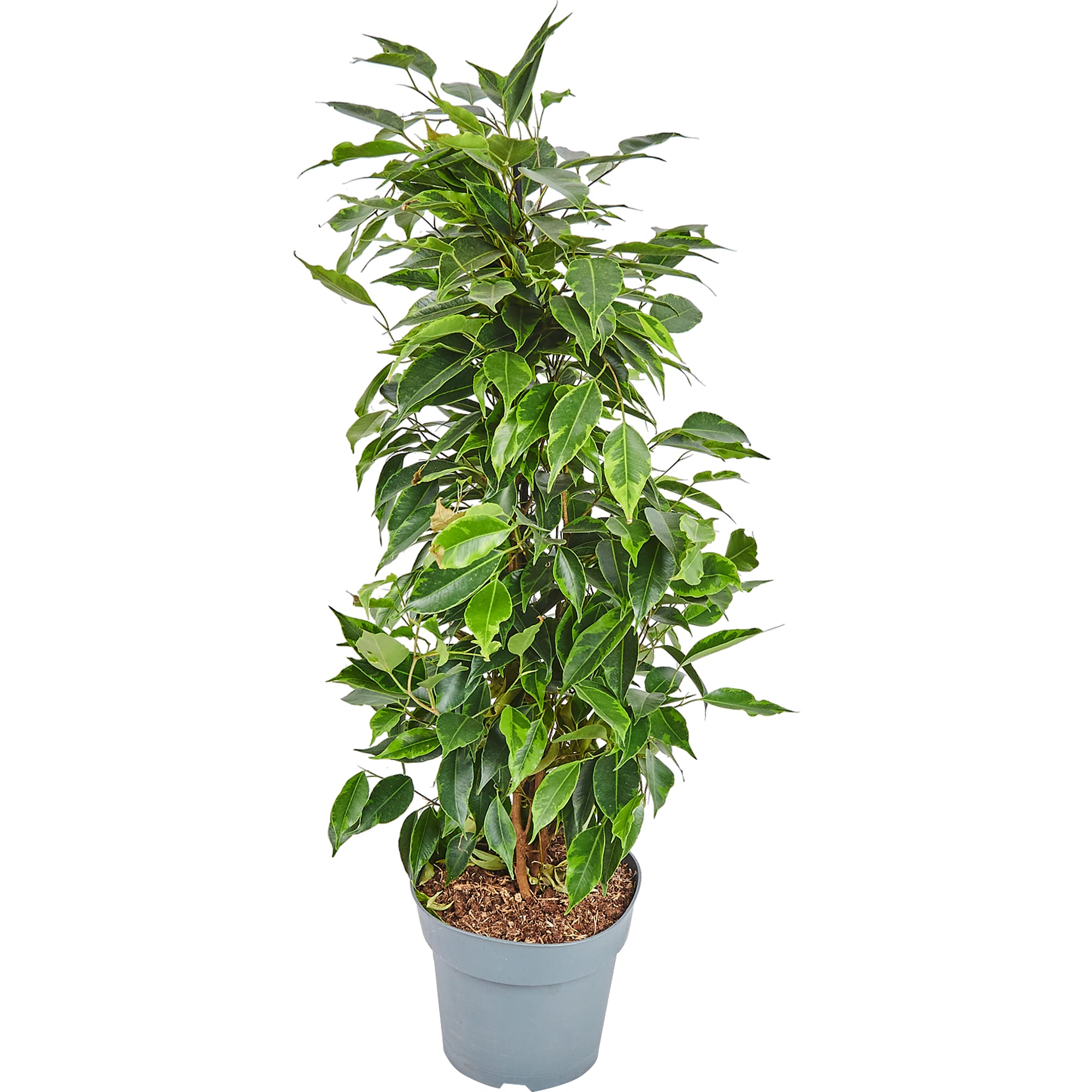 83060625 Фикус Бенжамина Роялти микс 17x70 см Santreyd 