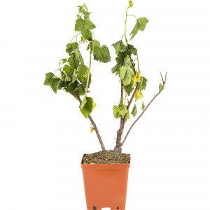 81954945 Смородина чёрная С2 «Селеченская» h40