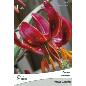 Лилия видовая Клод Шрайд,