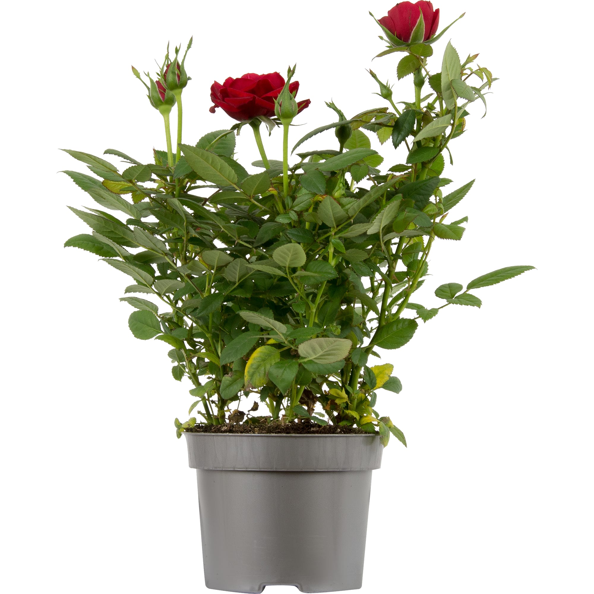 14448121 Роза Кордана микс 10х25 см Santreyd  - Вид №3