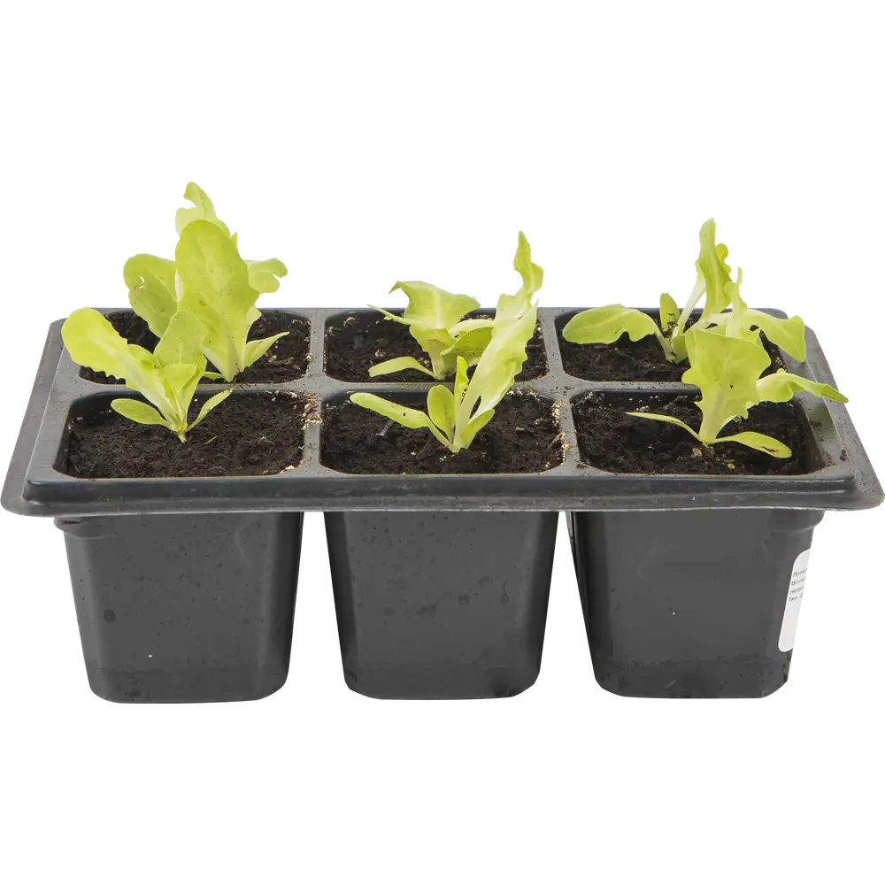 Салат в кассете, 6 шт Santreyd STLM-2187190