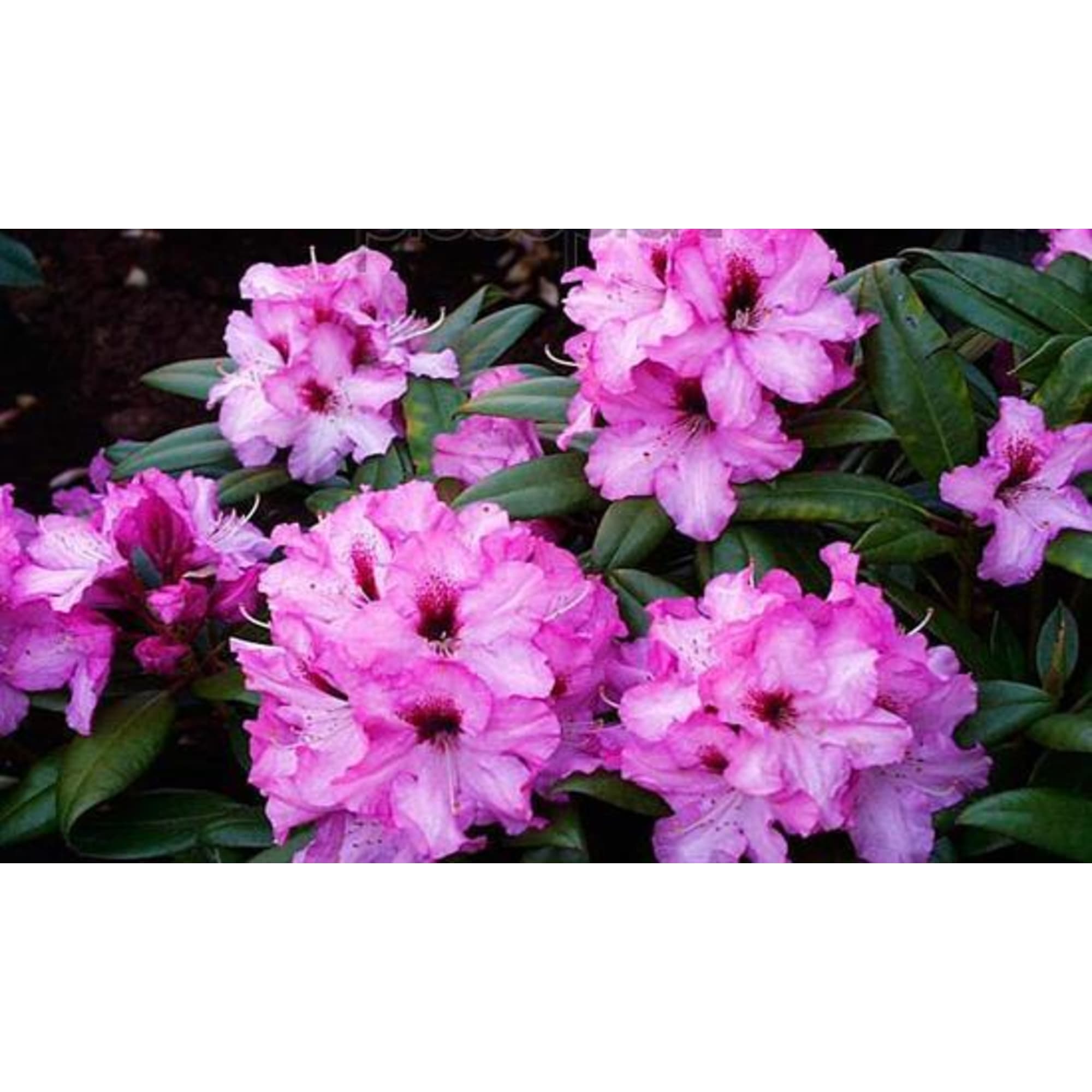 82601840 Рододендрон гибридный «Орнамент» 9x20 см Santreyd  - Вид №4