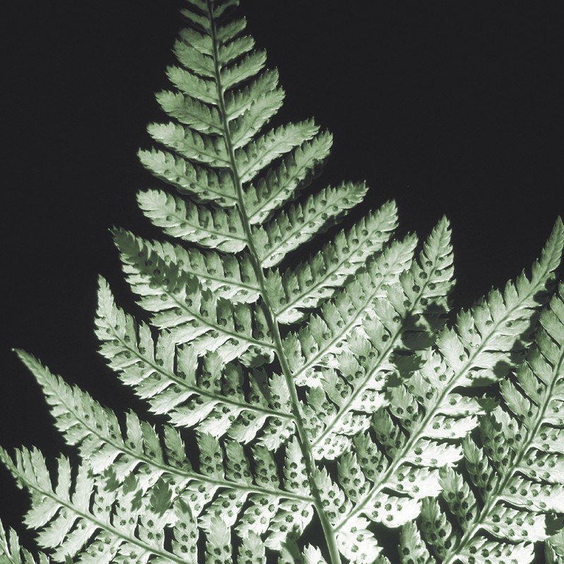 0802/CX38 Картина 0802 Adriani e Rossi  - Вид №1