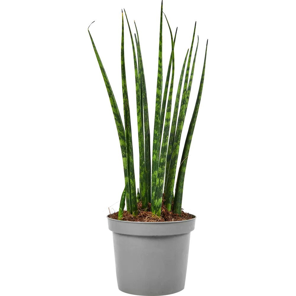 Сансевиерия Фернвуд Santreyd — декоративное комнатное растение с трубчатыми листьями 87819653 STLM-0963900 - Вид №1