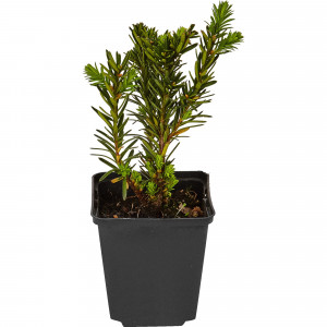 82601621 Тисс средний «Селекции Кордес» 9x20 см