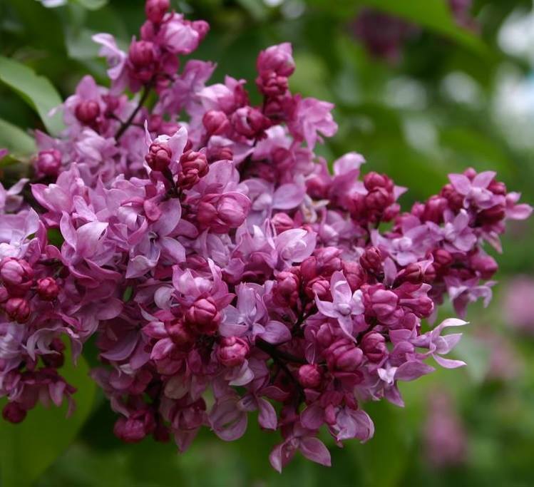 Сирень Олимпиада Колесникова - саженец цветущего растения 87811842