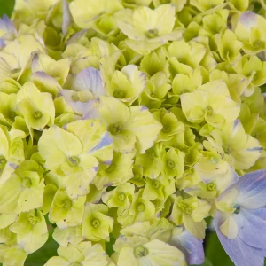 Саженец Гортензия крупнолистная Мэджикал ø14 h40 см 84922795 STLM-2205669