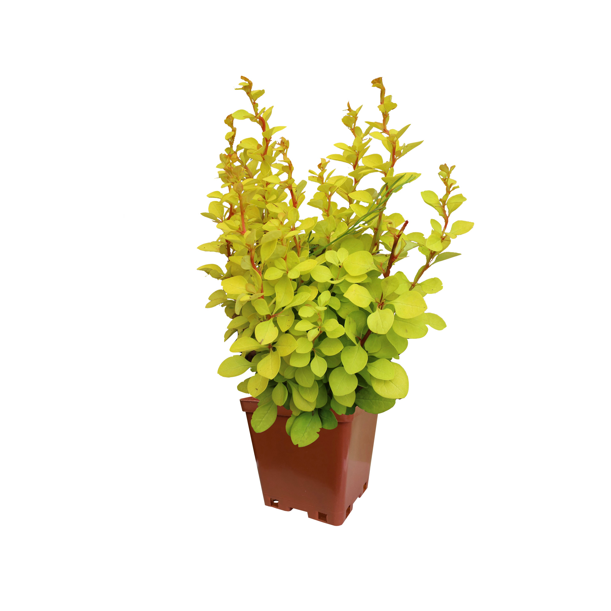 Барбарис Тунберга Мария Santreyd - золотистый кустарник с красной каймой 82237713 STLM-0022546