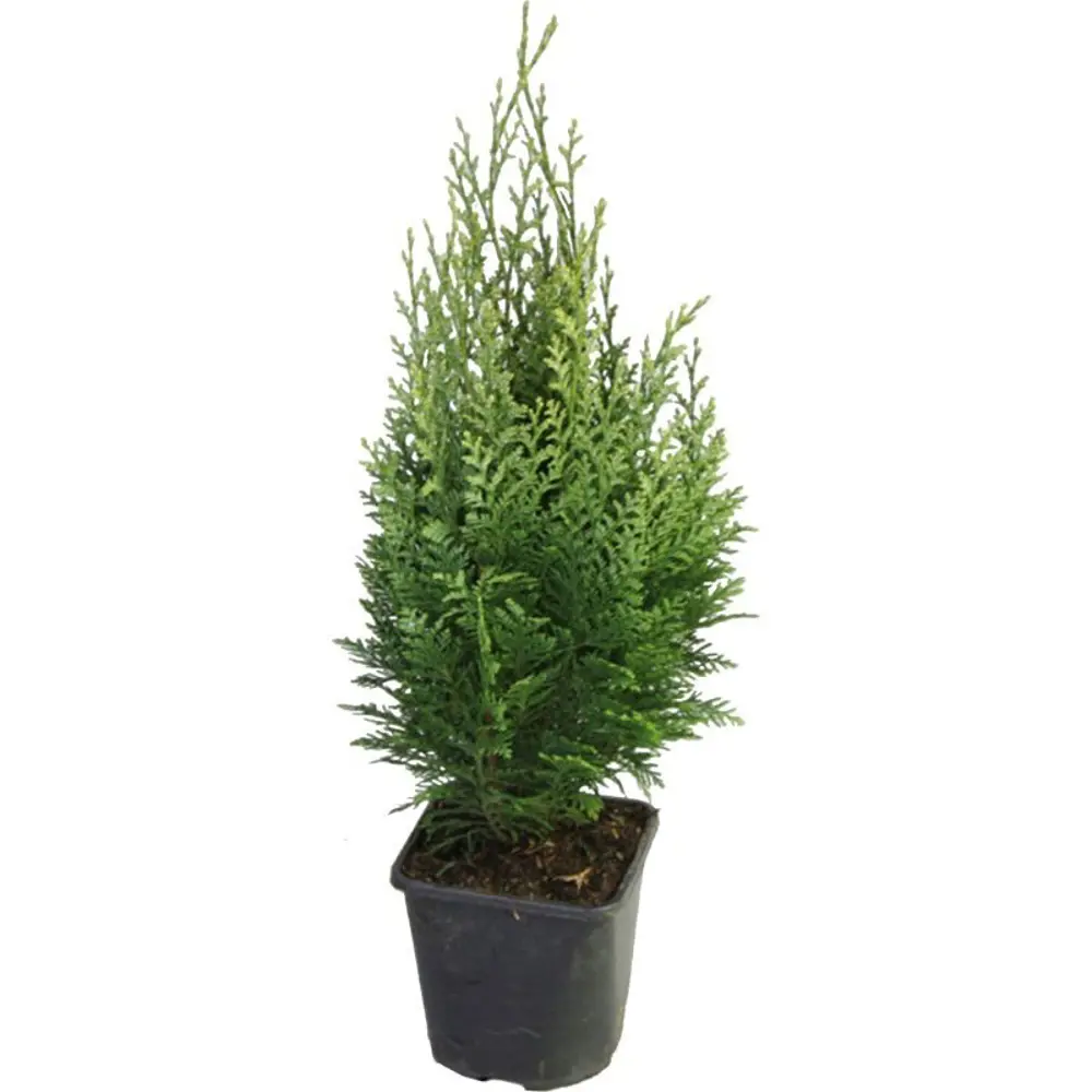 Кипарисовик Лавсона Элвудс Эмпайр ø13 h40 - 45 см PLANTMARKET STLM-2130474