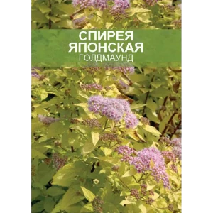 Спирея Голдмаунд ø15 h35 см 85670454 STLM-2104445