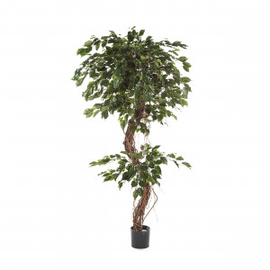 2000983221988 Фикус Бенджамина Коркскрю 180 см SERAX