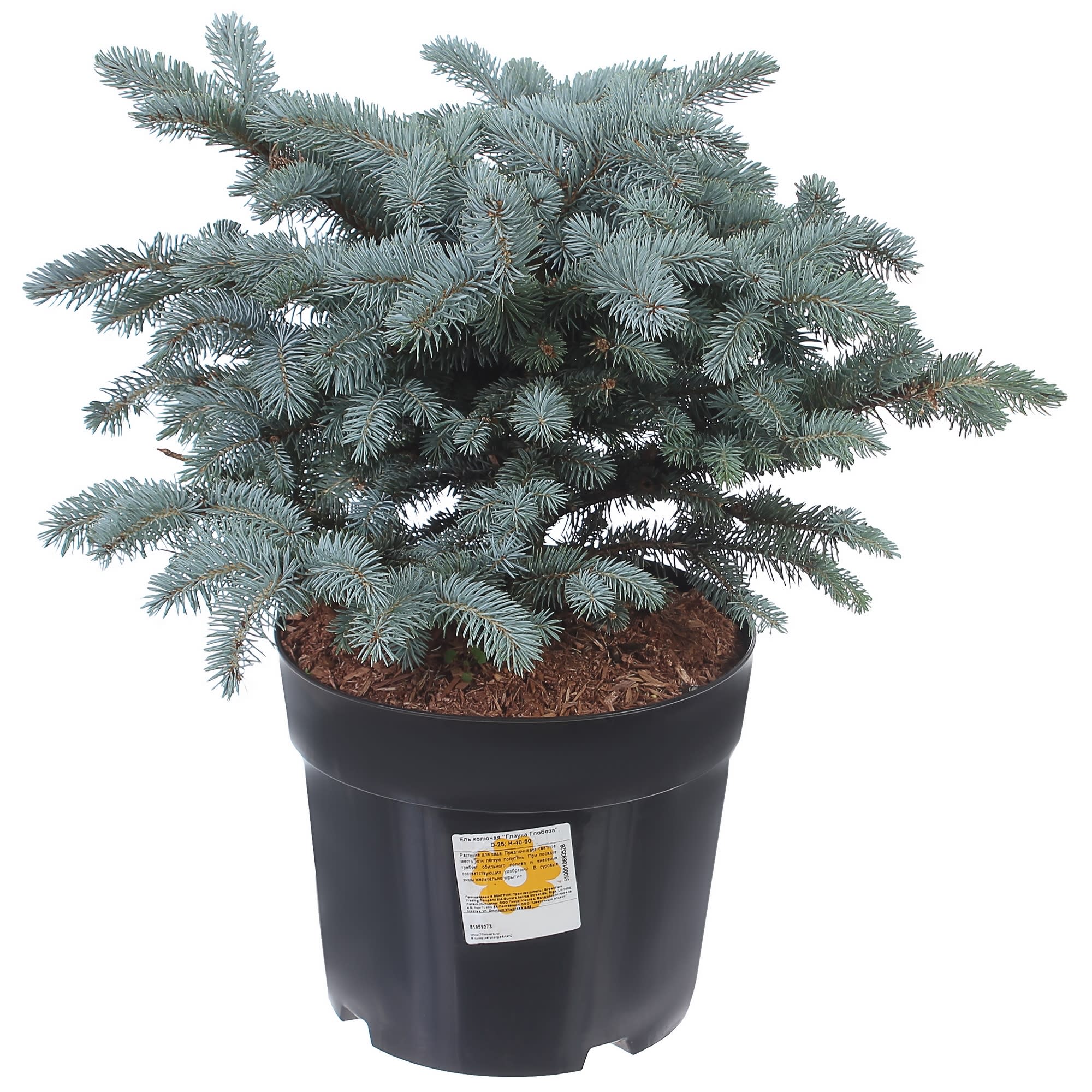 81959273 Ель колючая «Глаука Глобоза» d25/40-50 Santreyd 