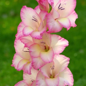 Гладиолус «Pink Soledo», 12х14 см 13488885 STLM-2127148
