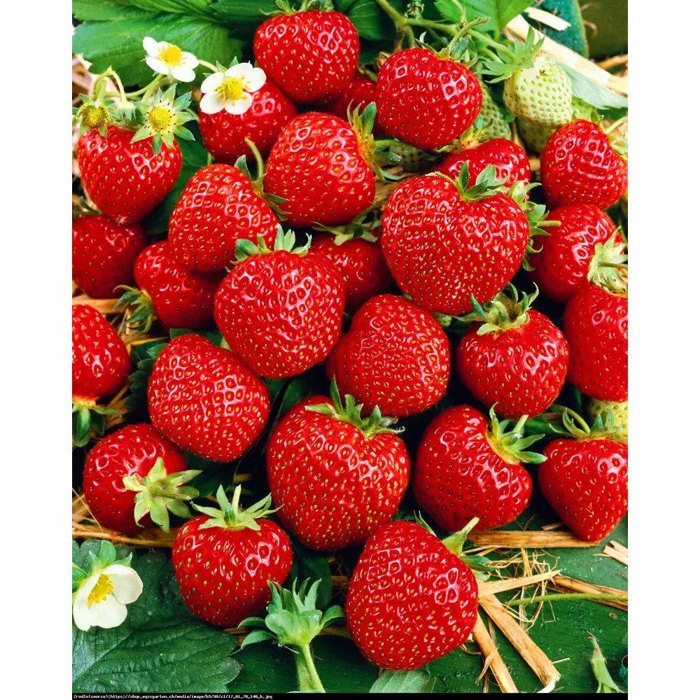Земляника садовая «Зенга Зенгана» 9x15 см 82625407 STLM-2057853 PLANTMARKET  - Вид №2