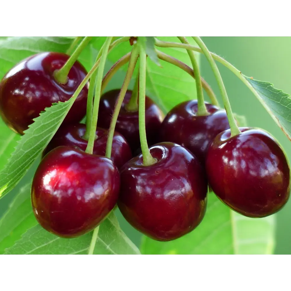 Черешня Овстуженка ø22 h125 см 87691167 STLM-2122735 PLANTMARKET 