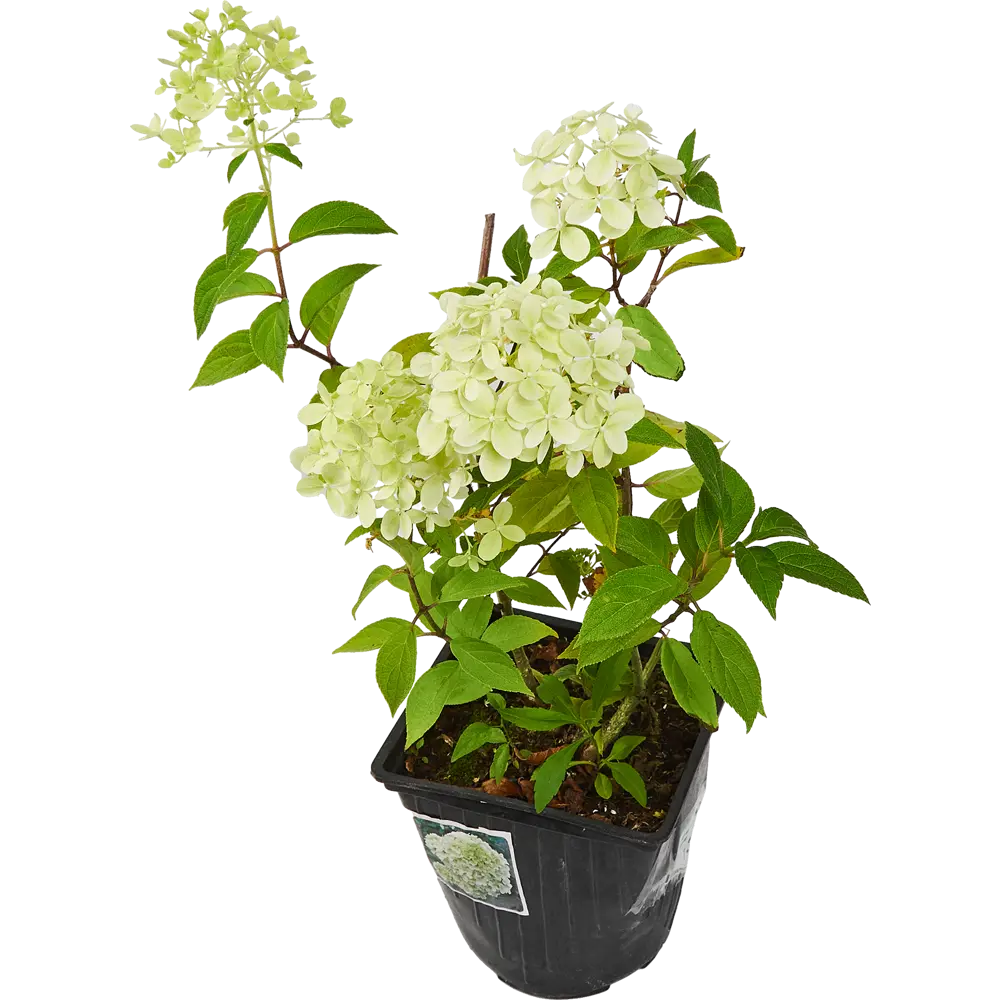 Гортензия метельчатая Little Passion ø15 h35 см 85922089 STLM-2010564 Santreyd 