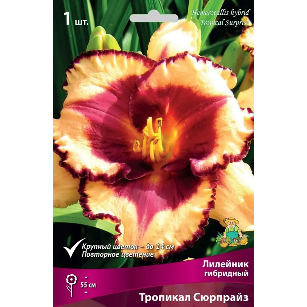 Лилейник гибридный Тропикал Сюрпрайз 82530546 STLM-2151242 Santreyd 