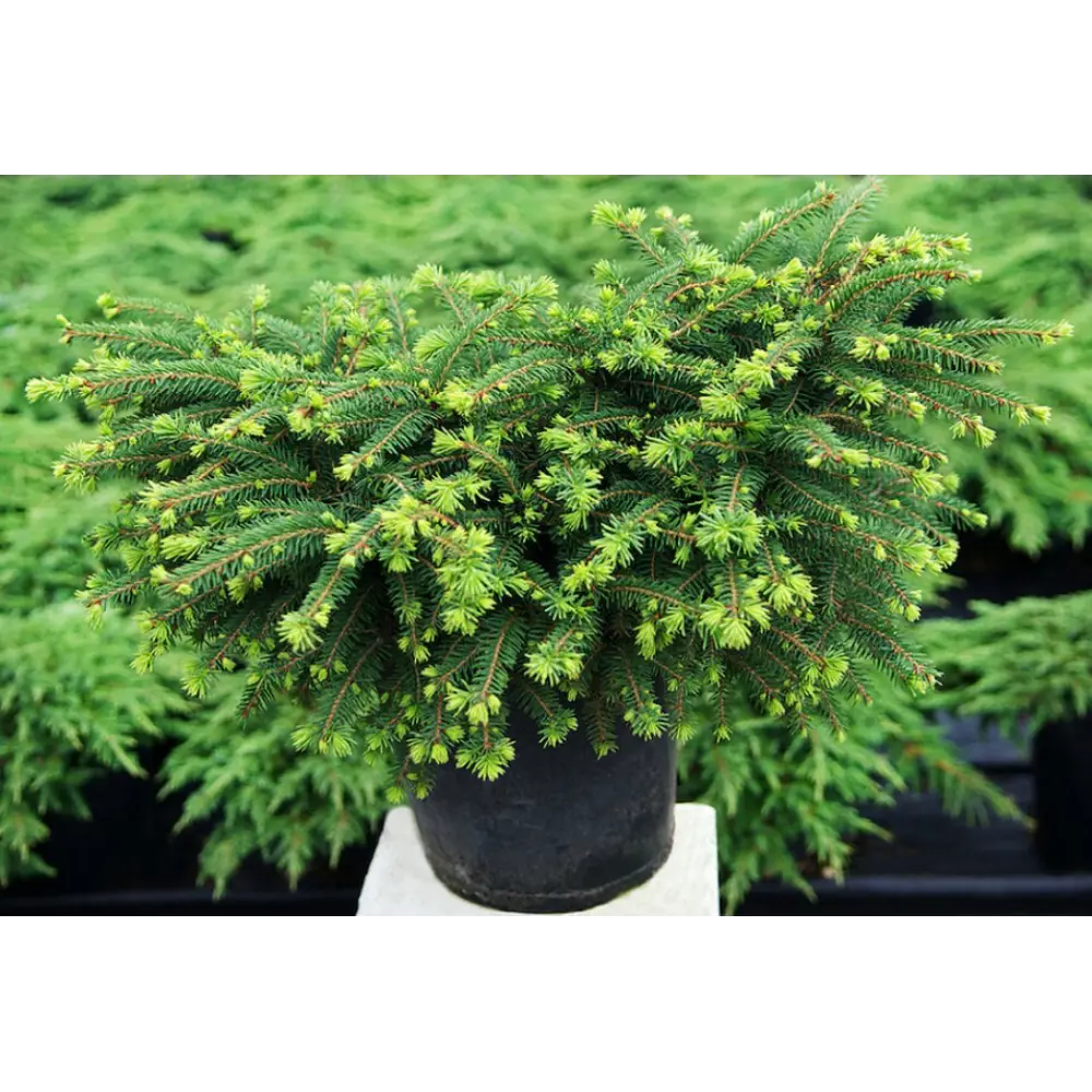 Ель обыкновенная Нидиформис ø15 h30 см PLANTMARKET STLM-2030751