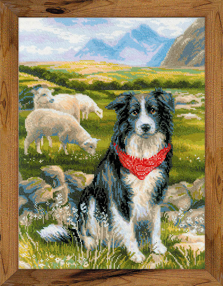1767 Набор для вышивания Бордер-колли 30 х 40 см RIOLIS Сотвори Сама 