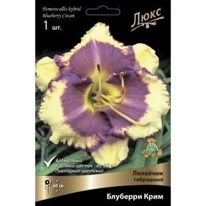 Лилейник гибридный Блуберри Крим 85205703 STLM-2017312