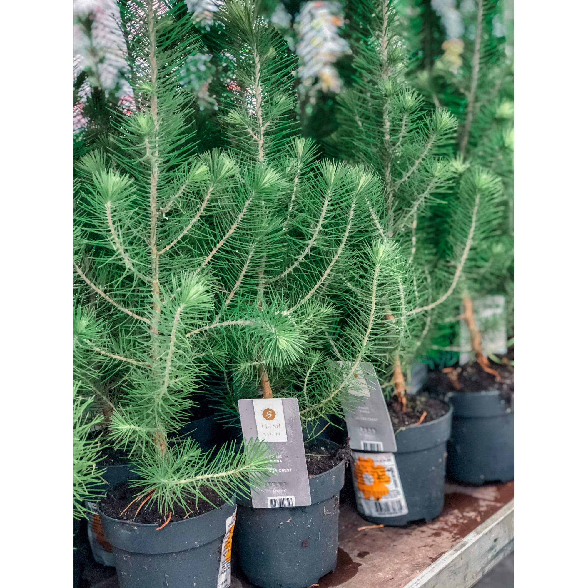 13874540 Сосна живая «Silvercrest», высота 30 см Santreyd  - Вид №3