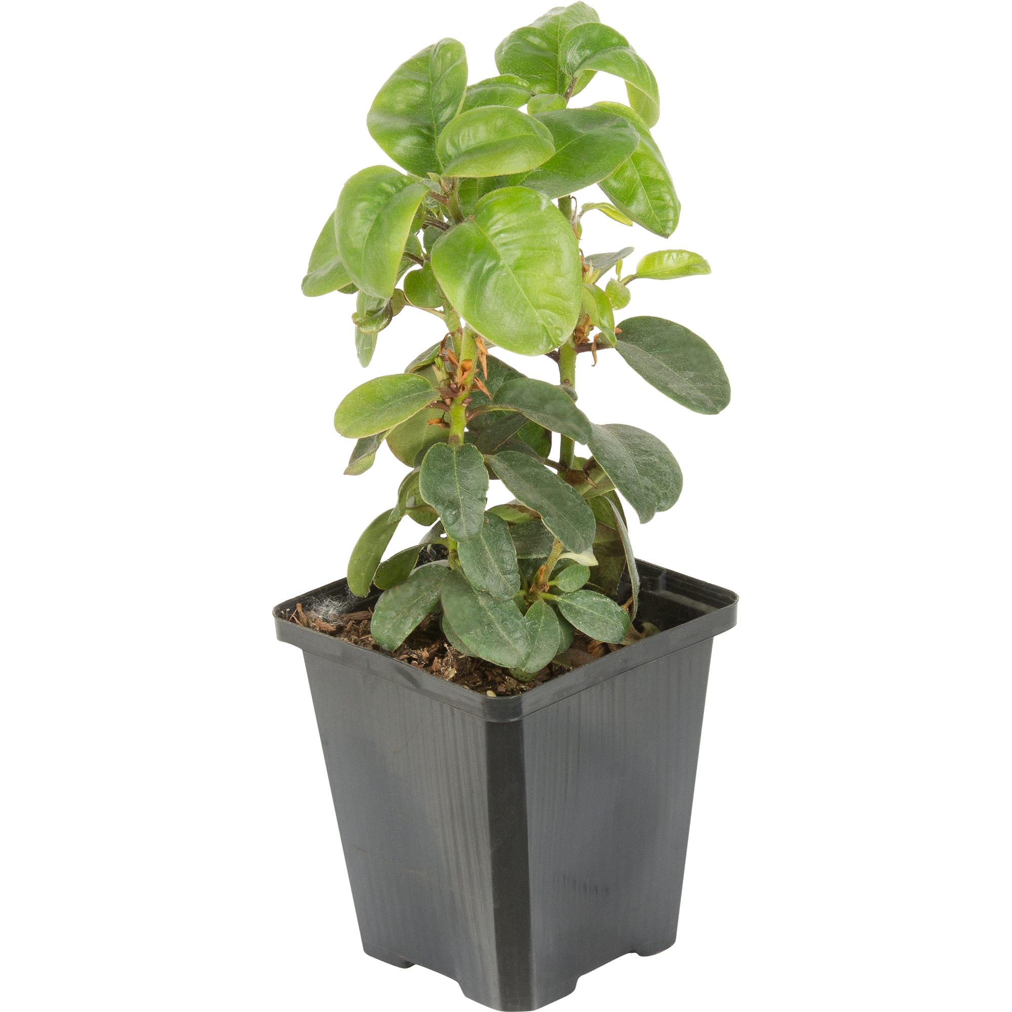 17892025 Рододендрон Америка P9 Santreyd  - Вид №2