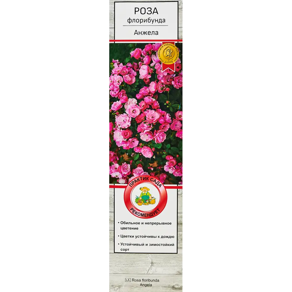 Роза флорибунда Анжела h100 см 86543274 STLM-2165875 Santreyd 