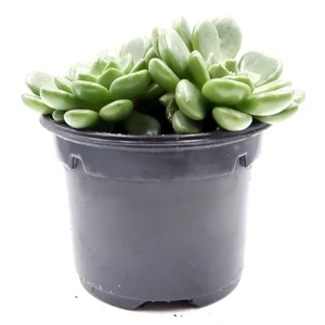 Граптоверия Микс - суккулент в горшке ø5.5 см 89437877