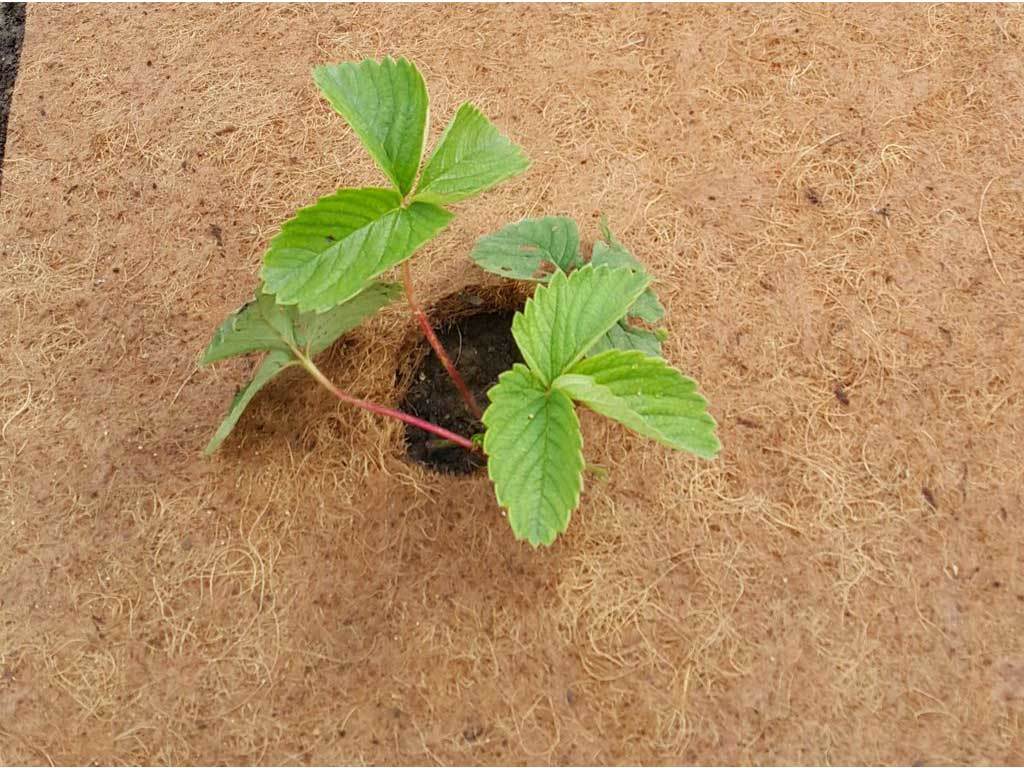 Круг приствольный Мульчаграм 40 см, комплект - 5шт ГеоПластБорд GPBST-248 - Вид №4