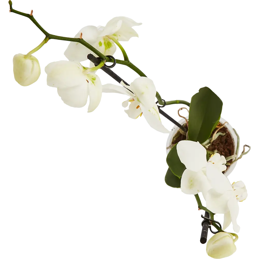 Santreyd Орхидея Фаленопсис — изящная бабочка в вашем интерьере 85324972 STLM-0061533 - Вид №2