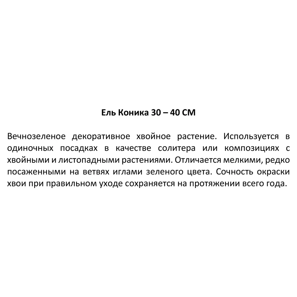 Ель Коника h30-40 см 85320189 STLM-2206237 Santreyd  - Вид №2