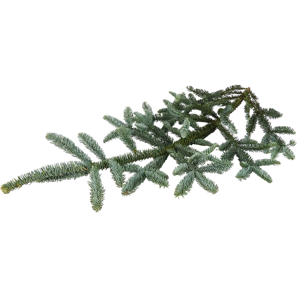 Хвойная срезка Пихта Нордман h30-90 см Santreyd STLM-2122888 - Вид №2