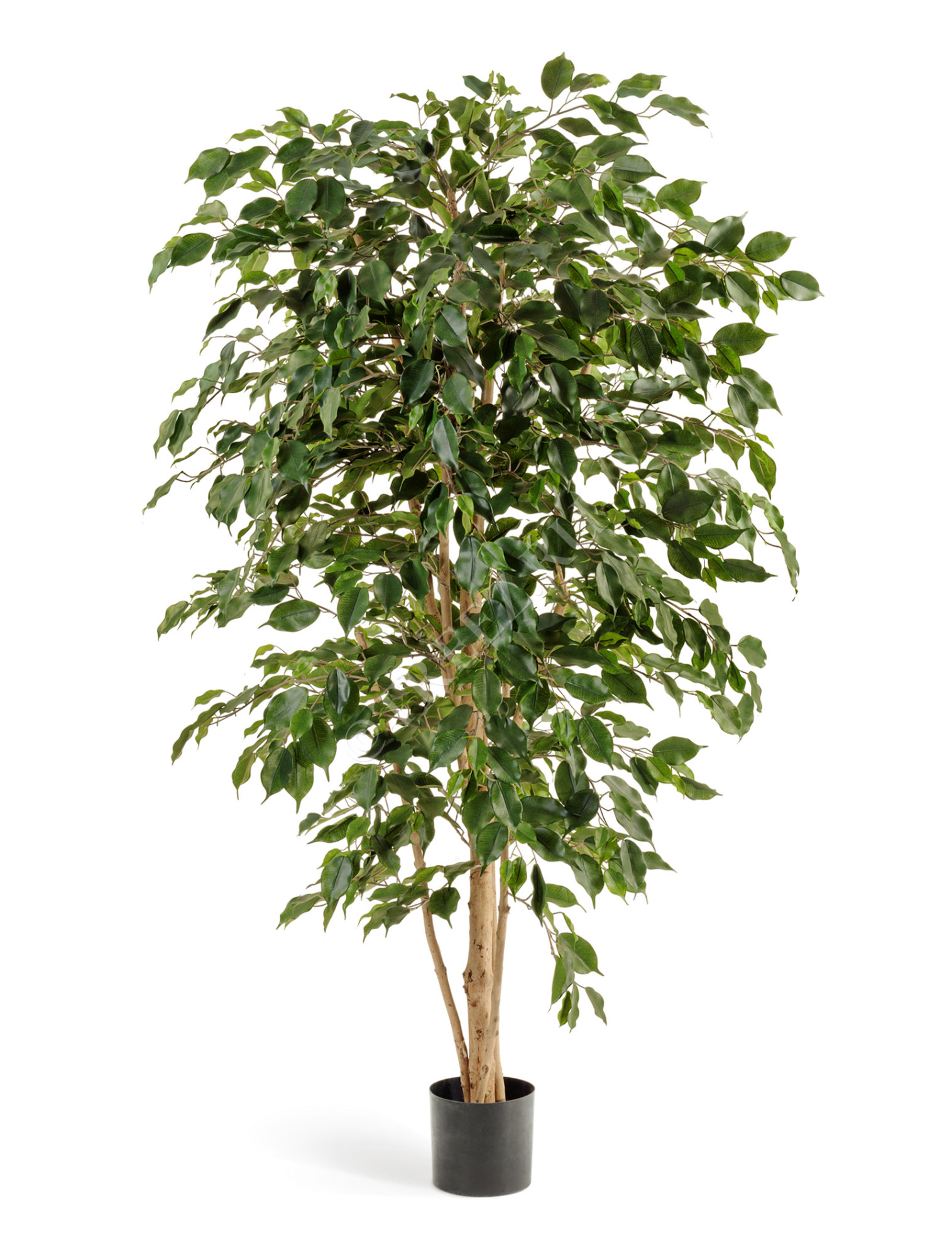 10.30205N Фикус Бенджамина Нитида Цветочная коллекция 