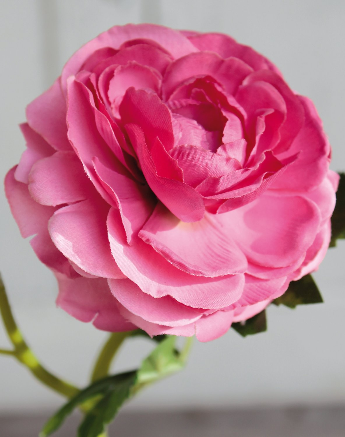 2450 515 a3 Лютик шелковый, 1 цветок, 1 бутон, 32 см, розовый H-andreas  - Вид №3