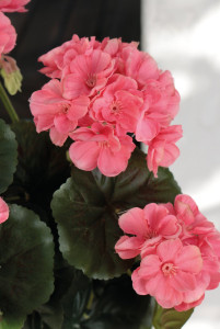 9716 553 a3 Герань шелковая, горшечная, 33 см, абрикос H-andreas