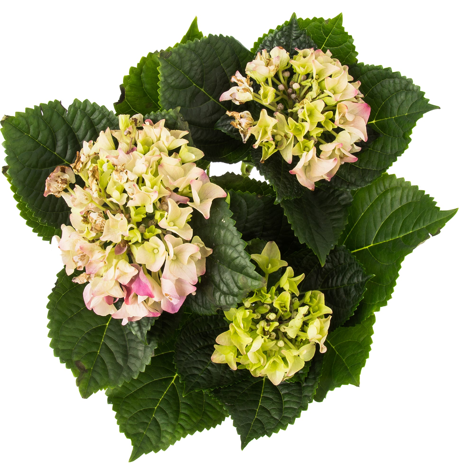 82580128 Гортензия макрофилла микс d10 h25 Santreyd  - Вид №1